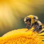 genetic-tug-of-war-determines-honey-bee-roles-new-insights-from-penn-state
