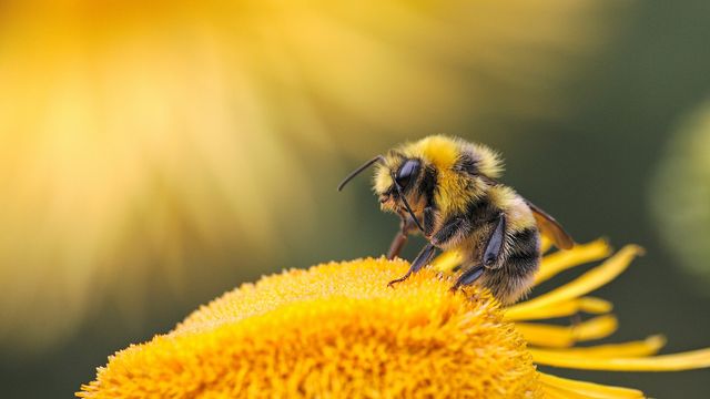 genetic-tug-of-war-determines-honey-bee-roles-new-insights-from-penn-state