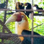 unveiling-the-pacific-s-largest-exotic-animal-export-industry
