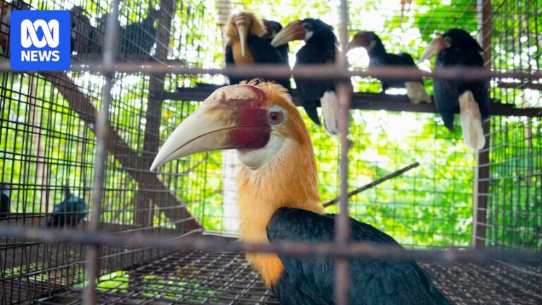 unveiling-the-pacific-s-largest-exotic-animal-export-industry