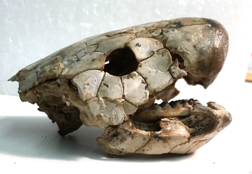 ancient-lungfish-jawbones-reveal-early-land-animal-diets