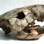 ancient-lungfish-jawbones-reveal-early-land-animal-diets