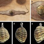 ancient-romans-used-fossil-amulets-for-magic-and-protection