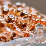 australia-faces-uphill-battle-against-invasive-fire-ants