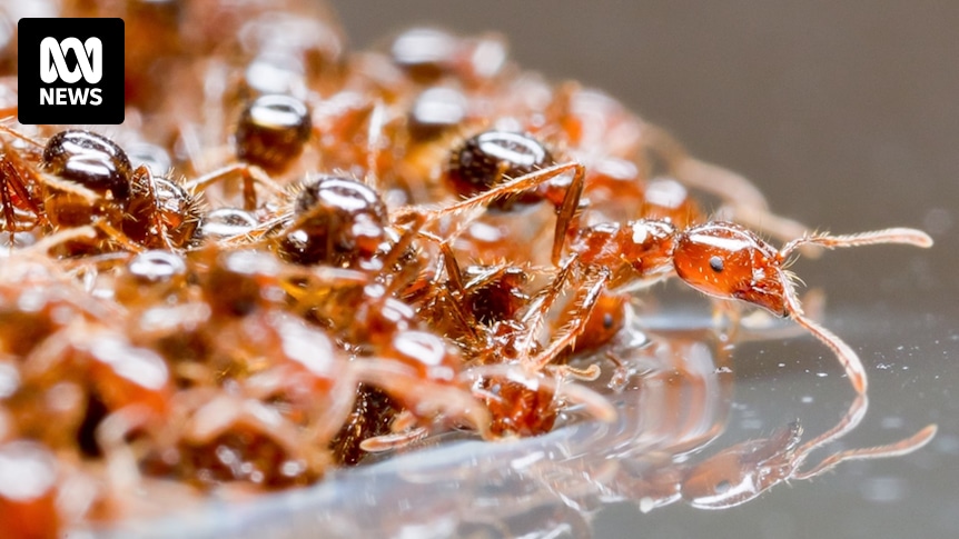 australia-faces-uphill-battle-against-invasive-fire-ants