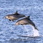 australia-s-unique-dolphin-sanctuary-faces-environmental-challenges