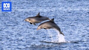 australia-s-unique-dolphin-sanctuary-faces-environmental-challenges