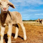 australian-wool-industry-challenges-netflix-s-north-shore-over-mulesing-portrayal