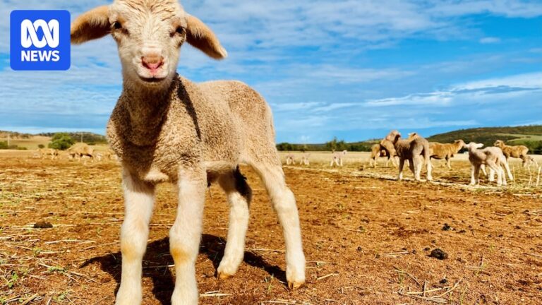 australian-wool-industry-challenges-netflix-s-north-shore-over-mulesing-portrayal