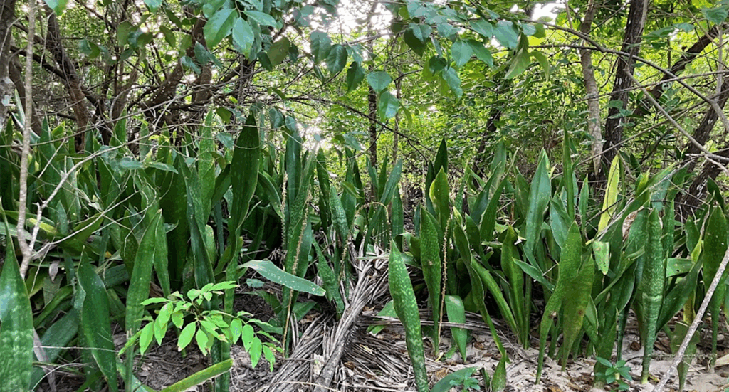 australians-warned-invasive-plant-threatens-local-ecosystems
