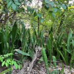 australians-warned-invasive-plant-threatens-local-ecosystems