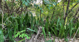 australians-warned-invasive-plant-threatens-local-ecosystems