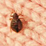 bed-bugs-humanity-s-first-urban-pest-new-research-reveals