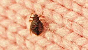 bed-bugs-humanity-s-first-urban-pest-new-research-reveals