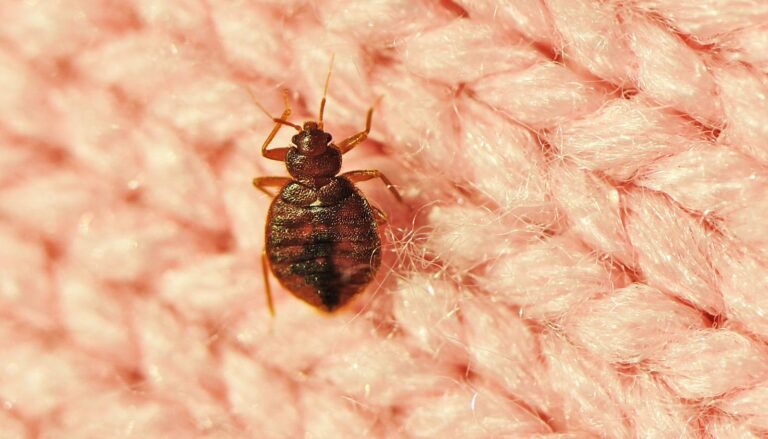 bed-bugs-humanity-s-first-urban-pest-new-research-reveals