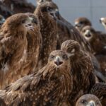 black-kite-the-world-s-most-abundant-bird-of-prey
