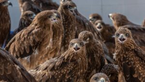 black-kite-the-world-s-most-abundant-bird-of-prey