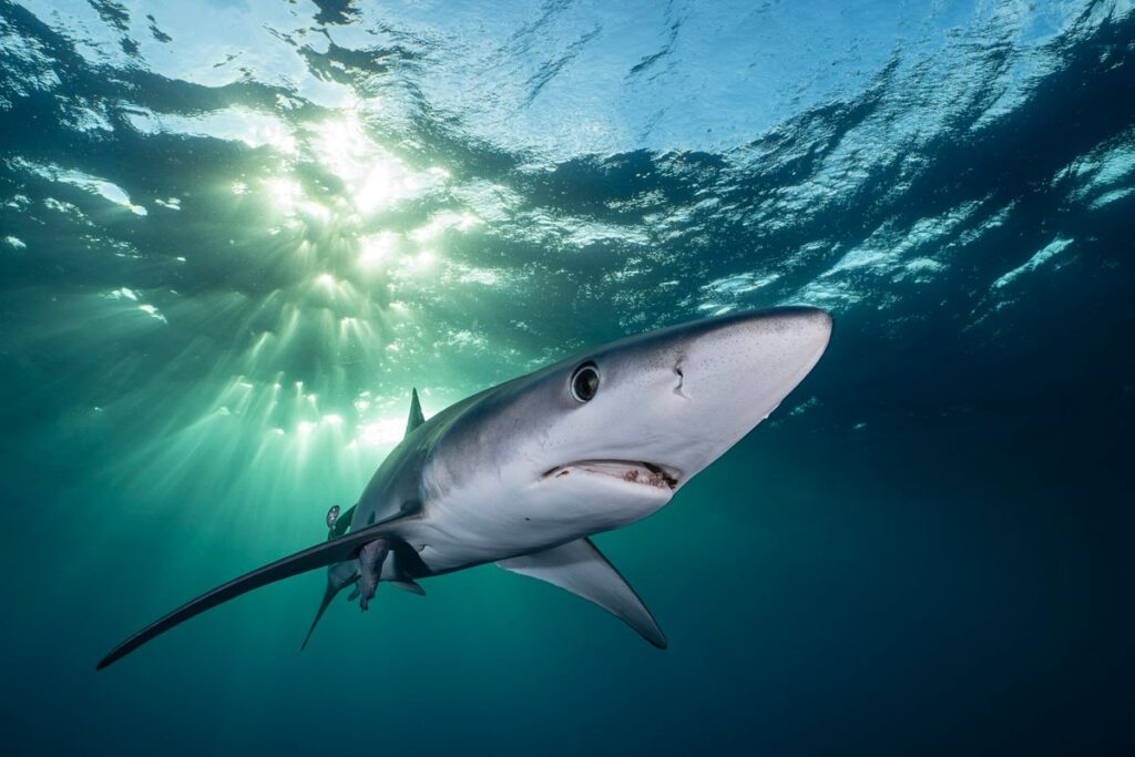 Blue Shark swims under the late afternoon sun