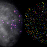breakthrough-in-hippo-pathway-research-offers-hope-for-cancer-treatment