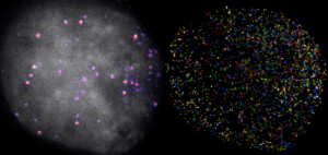 breakthrough-in-hippo-pathway-research-offers-hope-for-cancer-treatment
