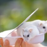breakthrough-in-reproductive-science-fertile-mice-created-from-two-males