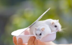 breakthrough-in-reproductive-science-fertile-mice-created-from-two-males