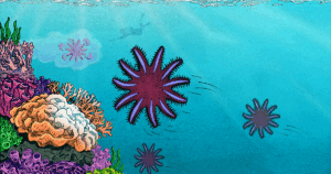 breakthrough-in-starfish-behavior-could-save-coral-reefs