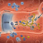 breakthrough-protein-cd36-revolutionizes-cancer-drug-delivery