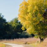 british-ash-trees-show-genetic-resistance-to-ash-dieback