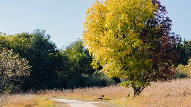 british-ash-trees-show-genetic-resistance-to-ash-dieback