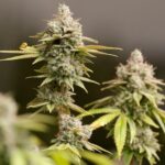 cannabis-and-aging-study-reveals-potential-genetic-code-alterations