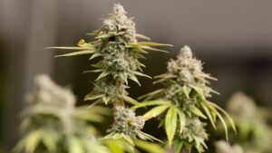 cannabis-and-aging-study-reveals-potential-genetic-code-alterations