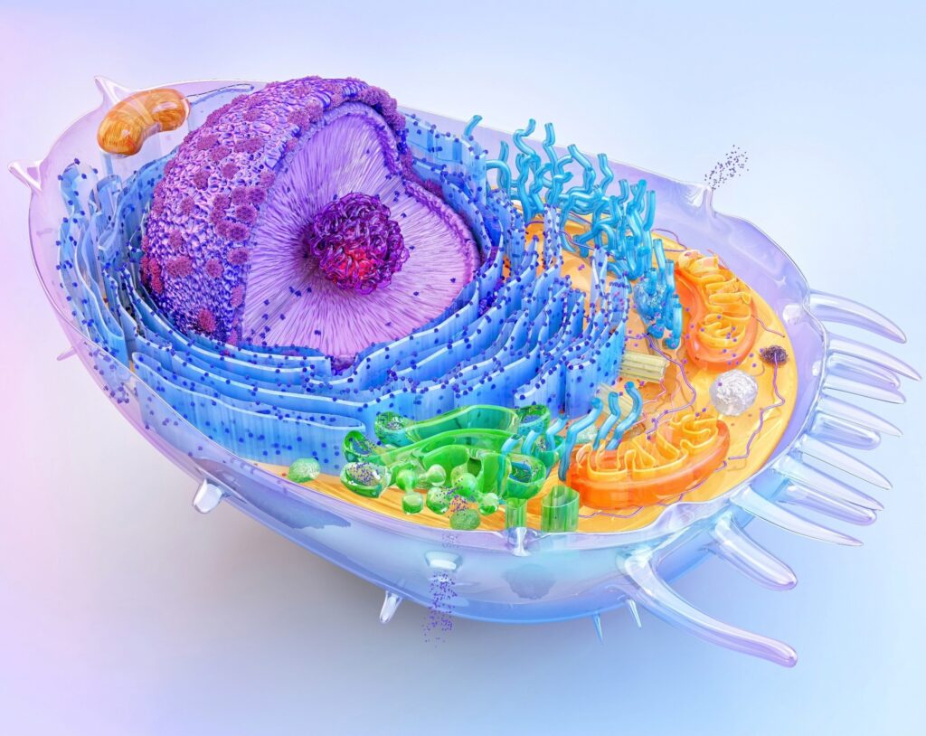 cellular-insights-how-exercise-influences-energy-and-healing
