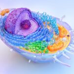 cellular-insights-how-exercise-influences-energy-and-healing