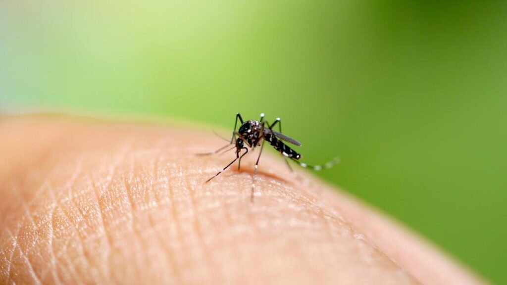 chikungunya-virus-rising-concerns-and-australia-s-preparedness