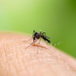 chikungunya-virus-rising-concerns-and-australia-s-preparedness