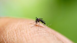 chikungunya-virus-rising-concerns-and-australia-s-preparedness