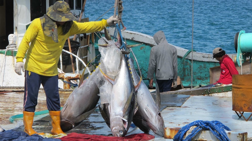 climate-change-threatens-pacific-tuna-industry-and-regional-economies