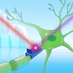 cryorhodopsins-cold-adapted-proteins-unlock-new-scientific-frontiers