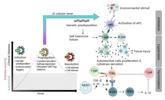 cytokines-key-players-in-autoimmune-disease-pathogenesis-and-therapy