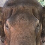 delay-in-perth-zoo-s-elephant-move-to-monarto-safari-park