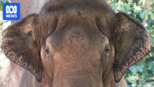 delay-in-perth-zoo-s-elephant-move-to-monarto-safari-park