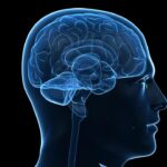 discovery-of-genes-in-duplicated-dna-sheds-light-on-human-brain-evolution