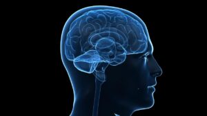 discovery-of-genes-in-duplicated-dna-sheds-light-on-human-brain-evolution