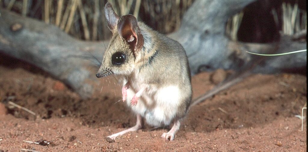 discovery-of-three-new-kultarr-species-redefines-australia-s-biodiversity