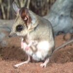 discovery-of-three-new-kultarr-species-redefines-australia-s-biodiversity