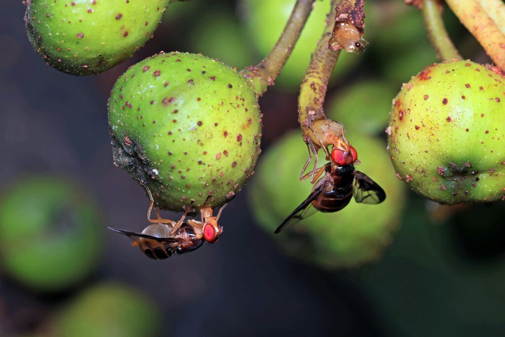 farm-fungicide-s-role-in-insect-apocalypse-raises-alarms