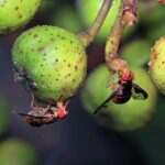 farm-fungicide-s-role-in-insect-apocalypse-raises-alarms