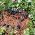 flies-on-dairy-farms-hidden-carriers-of-superbugs-and-zoonotic-threats