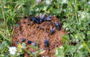 flies-on-dairy-farms-hidden-carriers-of-superbugs-and-zoonotic-threats